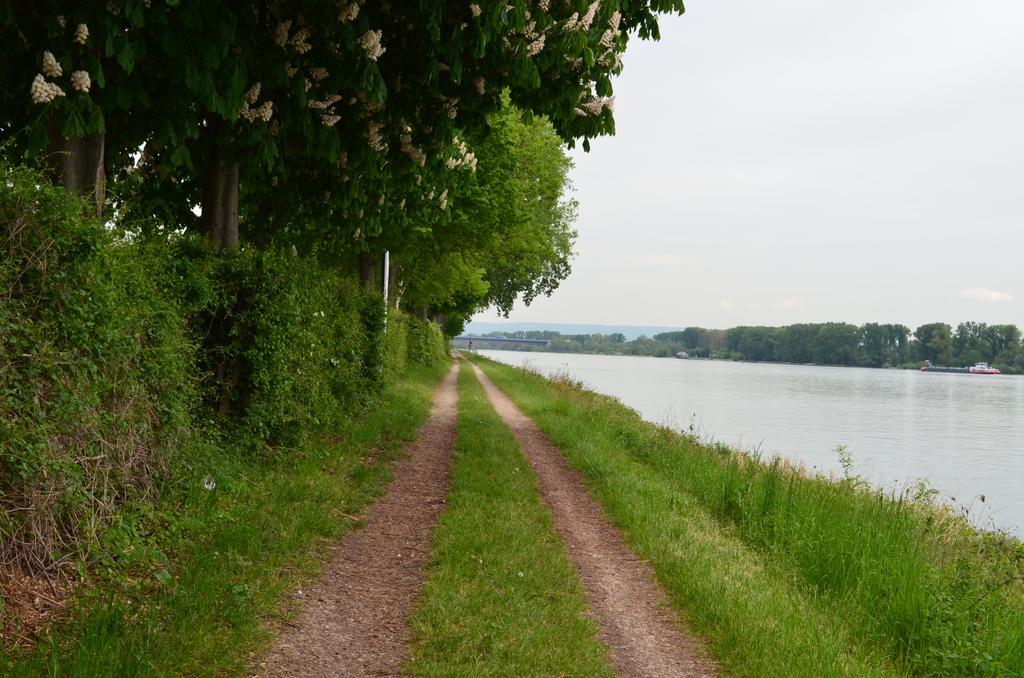 Zwei Raben Pension Mainz Buitenkant foto