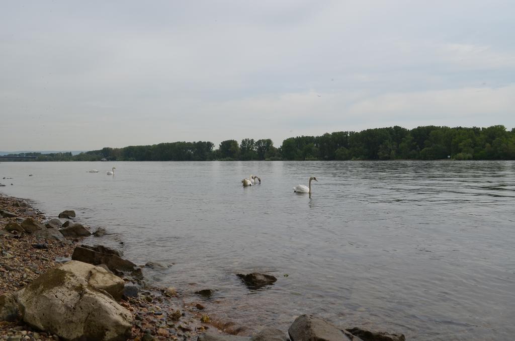 Zwei Raben Pension Mainz Buitenkant foto